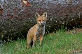 Renard