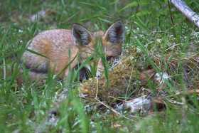 Renard